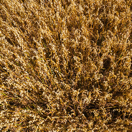 Flahavan's Oats