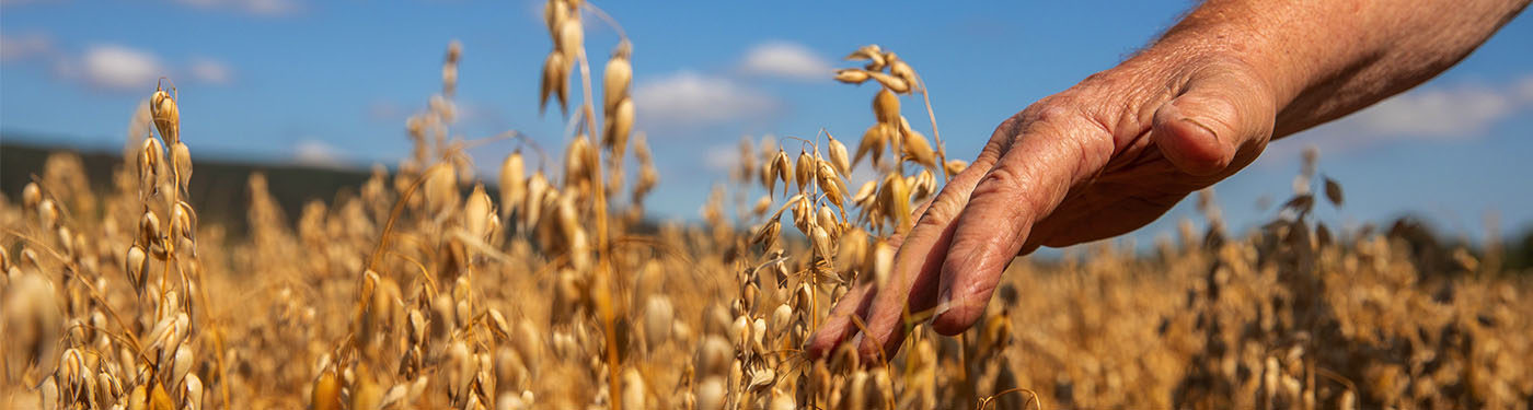 Flahavan's Oats