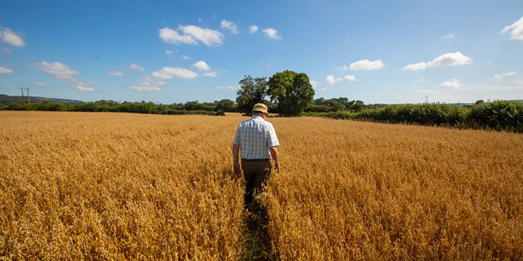 Flahavan's Oats