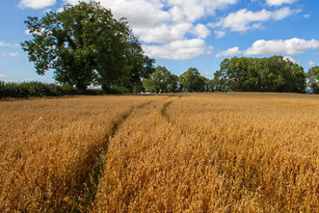 Flahavan's Oats