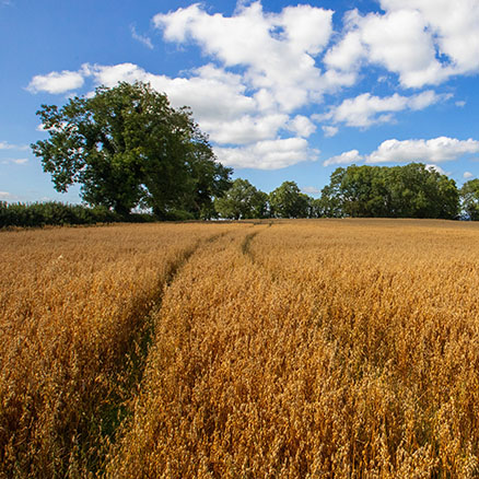 Flahavan's Oats