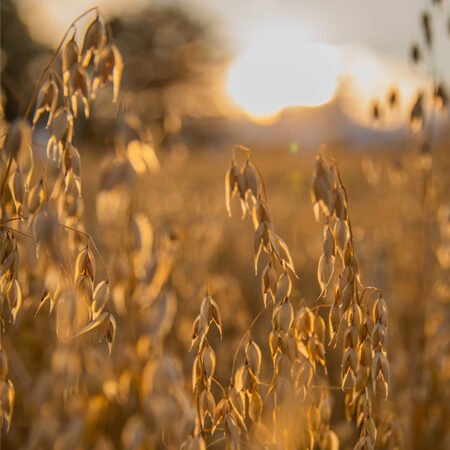 Flahavan's Oats