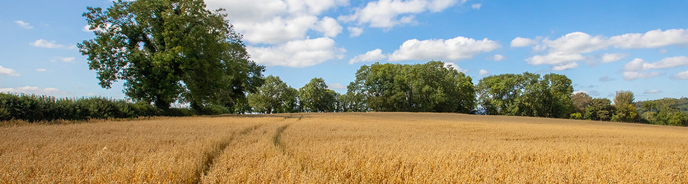 Flahavan's Oats