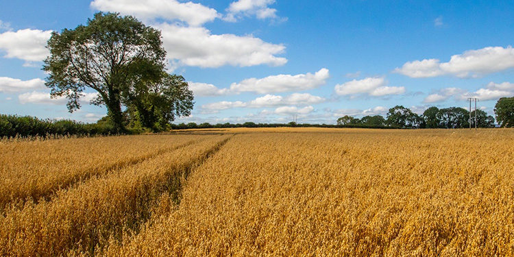 Flahavan's Oats grown locally